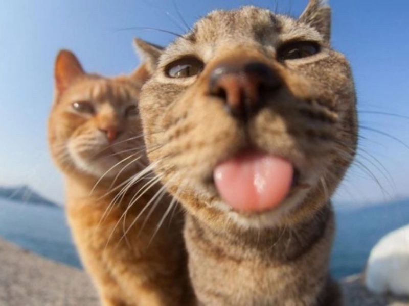 Purr fectly Amusing Funny Cat Photos That Will Make You Smile HealthHub
